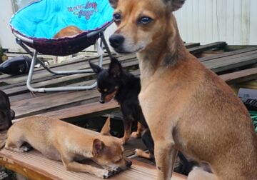 Free to good homes chihuahuas