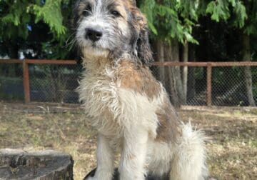Saint Bernard poodle puppies