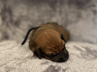 AKC Rhodesian Ridgeback Puppies