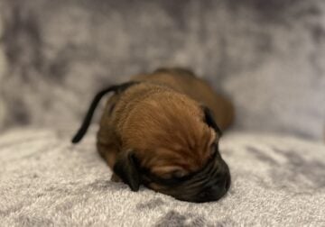 AKC Rhodesian Ridgeback Puppies