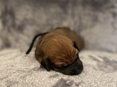 AKC Rhodesian Ridgeback Puppies