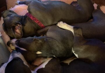 Beautiful pit bull female