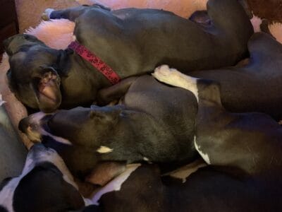 Beautiful pit bull female