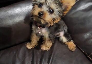 3 month old male yorkie