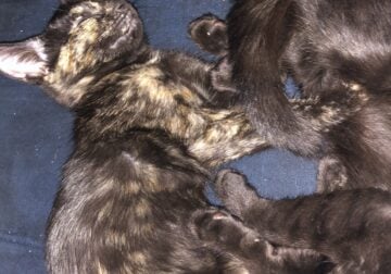 Kittens for sale