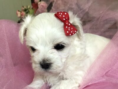 Meet POPPY! Darling tiny Maltese female