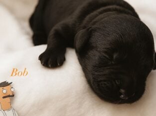 Multigen Goldendoodle Puppies Ready Oct. 8th