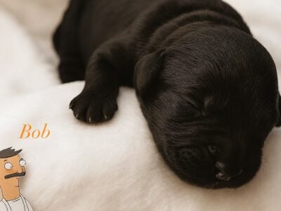 Multigen Goldendoodle Puppies Ready Oct. 8th