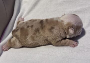 English Bulldog Puppies