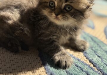 Adorable Scottish Fold Kittens – Ready for Loving