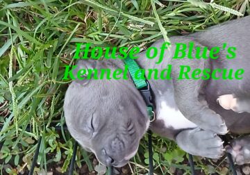 Blue Nose APBT Green Male