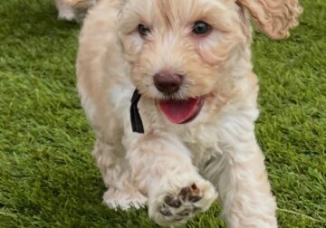 Australian Labradoodles