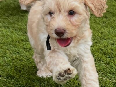 Australian Labradoodles
