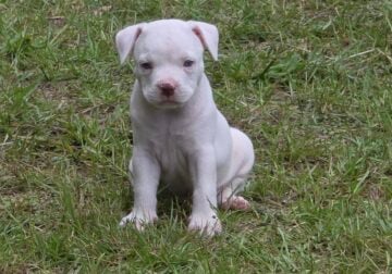 Line breed 5th generation American bulldogs