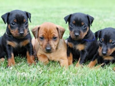 miniature pinschers