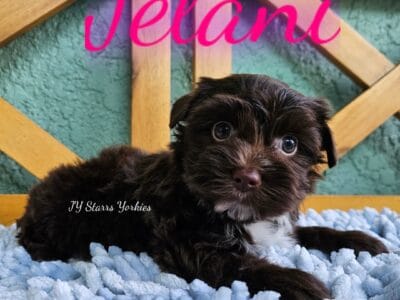 Jelani dark chocolate yorkie girl Florida