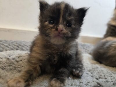 European Maine Coons! Chamipion bloodlines!!
