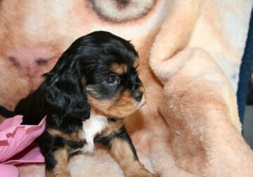 akc cavalier puppies