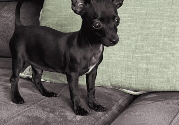 Chihuahua