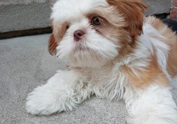 Rehoming puppy