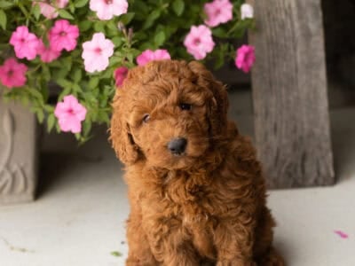 F1B Mini Goldendoodle male pup Indiana (Cooper)