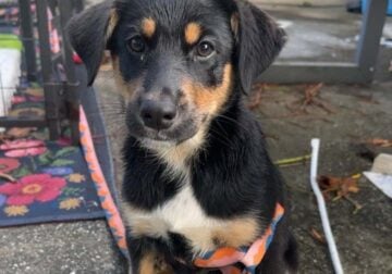 Sweet Puppy looking for a loving forever home
