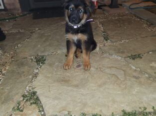 German shepard puppies