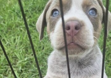 3 Adorable Puppies Looking for Loving Homes 🐾