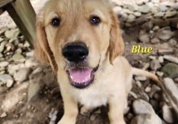 AKC Blue
