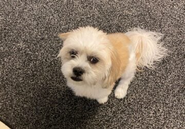 ChicO / Shih Tzu