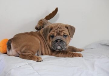 English bulldog puppies