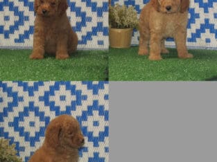 Brody, Cal, Campbell Mini Poodle