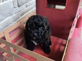Female toy poodle 2