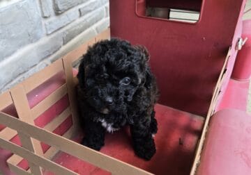 Female toy poodle 2