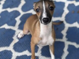 Italian greyhound females