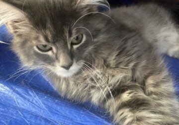 Maine coon bengal mix
