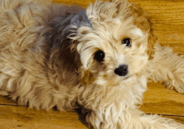 Cockapoo male