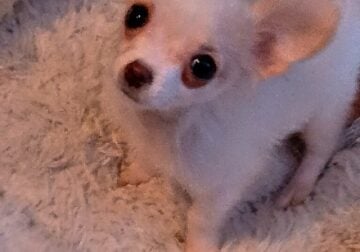 Applehead Chihuahua Male puppy