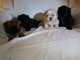 purebred SHIH TZU puppies