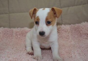 FEMALE JACK RUSSELL TERRIER