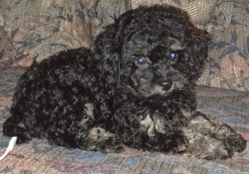 Toy Poodle Puppies For Sale