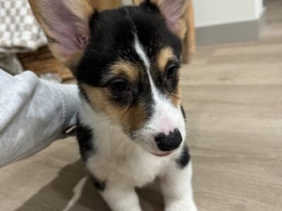 8 week old purebred corgi