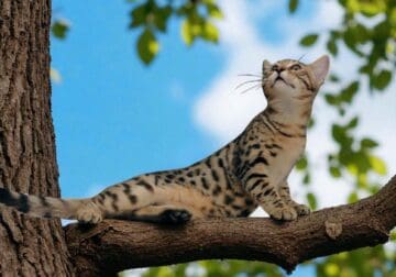 Bengal kitten Brown Spotted Female