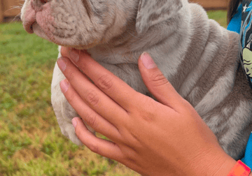 Pocket bully