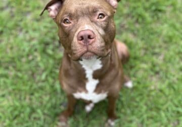 Urgent Rehoming Needed for Adonis
