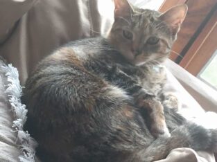 Two female Tabbies need home