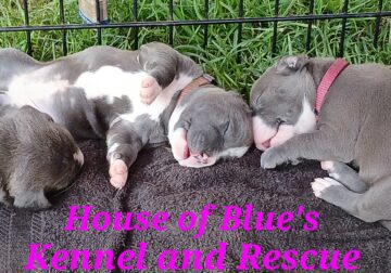 Blue Nose APBT Pink Female