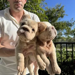 Butterscotch Big Rope Fluffy Girl San Diego