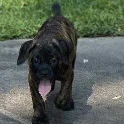 Cane Corso Puppies –13 Weeks Old