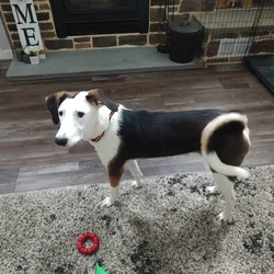 Mixed BorderCollie/Basenji